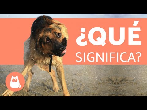 Video: ¿Por qué los perros se sacuden cuando no están mojados?