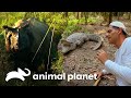 Frank se arrisca ao provocar dois animais muito ferozes | Wild Frank | Animal Planet Brasil