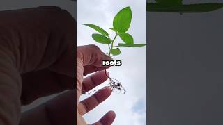 The Secret to Stronger Roots! #shorts