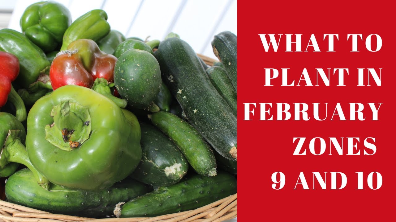 What to Plant in February if you live in Zones 9 and 10 YouTube