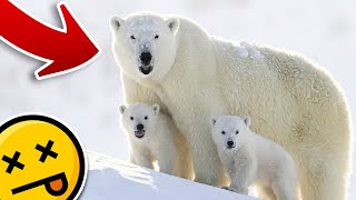 7 Important Animals That Will Go Extinct Because Of Climate Change