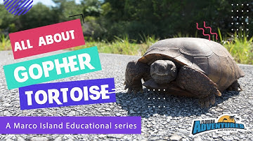 All About Gopher Tortoise - A Marco Island Educational Series
