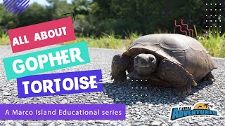 All About Gopher Tortoise - A Marco Island Educational Series Profile