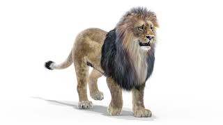 Animated Lion 3D Model with Fur | Rigged & VFX Ready