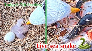 4Duke Farms Eagle Nest 2026Duke Momduke Dadby Duke Farms