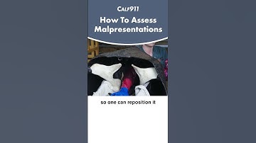 How to assess calving malpresentations #calving #beefcattle #beef #cattle #calf911