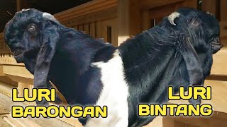 KANG UUT - LURI BARONGAN DAN LURI BINTANG / Ternak Kambing