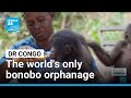 From poachers to refuge: The world's only bonobo orphanage is hidden in DR Congo • FRANCE 24