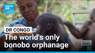 From poachers to refuge: The world's only bonobo orphanage is hidden in DR Congo • FRANCE 24