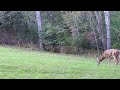 October Whitetails in Virginia