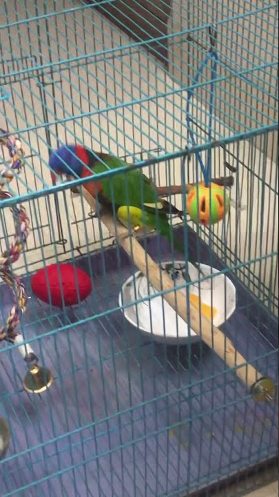 Lorikeet Dance #2
