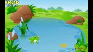 Learn all about a Frog Life Cycle at www.turtlediary.com Learn all about a Frog Life Cycle at www.turtlediary.com