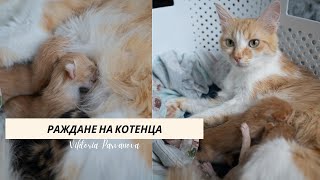 Котката ми роди