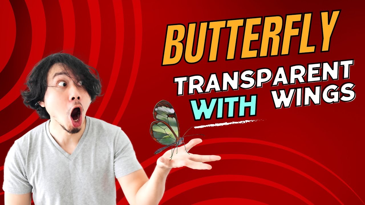 The Captivating Glasswing Butterfly