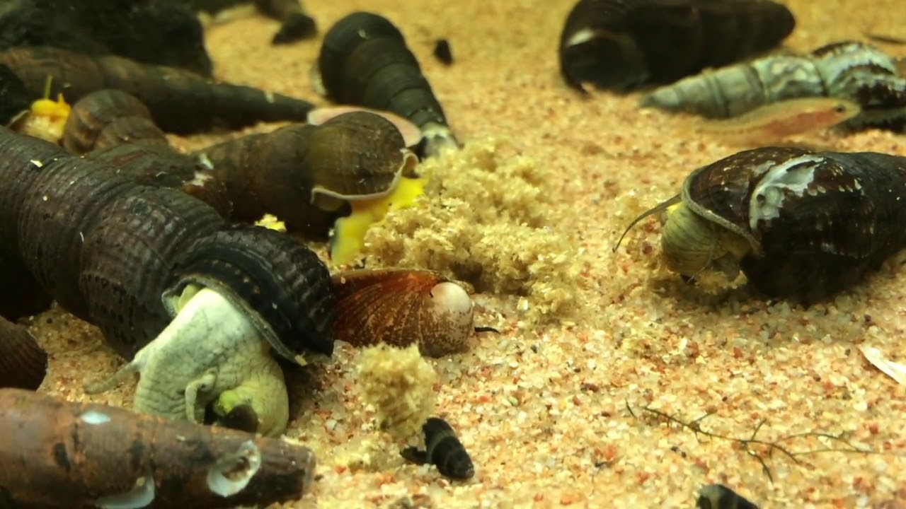 Sulawesi Snails munching Beanee
