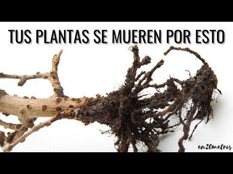 Video: ¿Por qué mueren las plantas de interior? Cómo evitar que una planta de interior muera