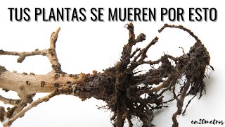 PLANTAS DE INTERIOR: cómo EVITAR QUE SE MUERAN, cuidados básicos en casa || en20metros