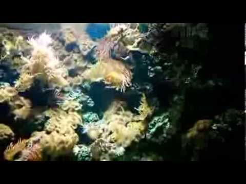 New Update Fische-di-Fisch-Fisch