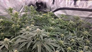 Healthy Roots Transplanting Breeding