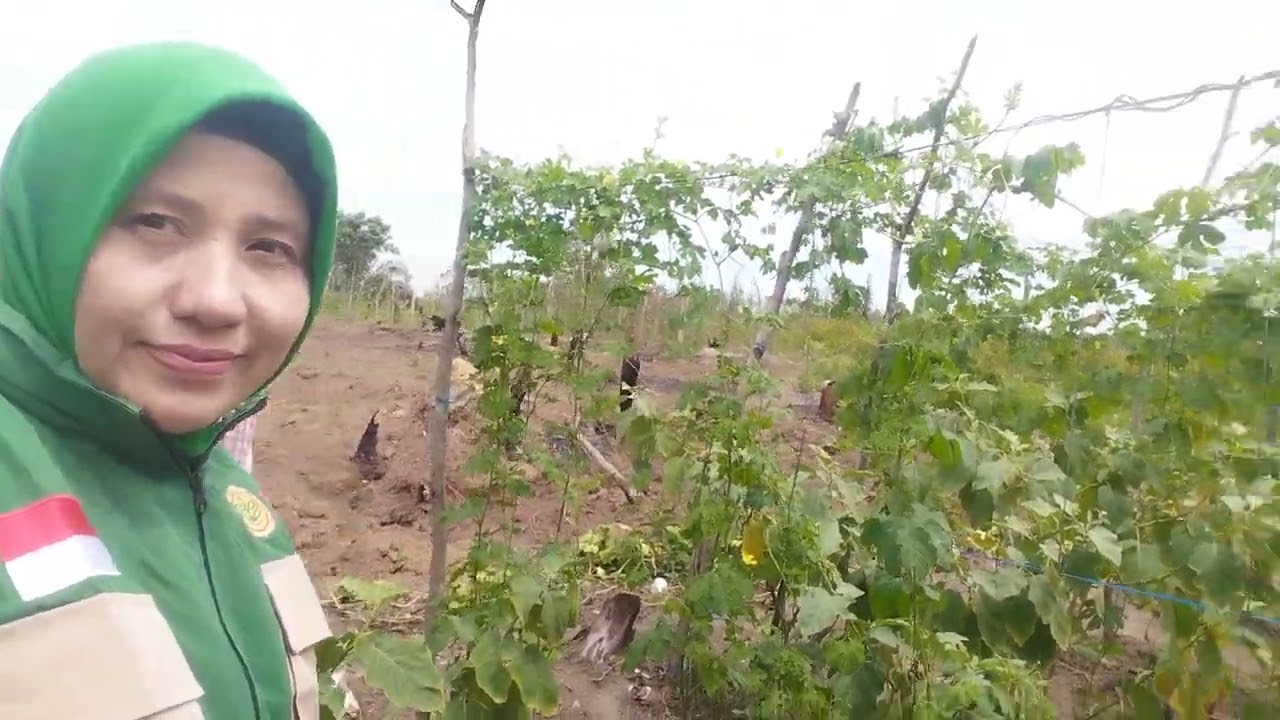 Pengamatan OPT tanaman Pare dilahan petani