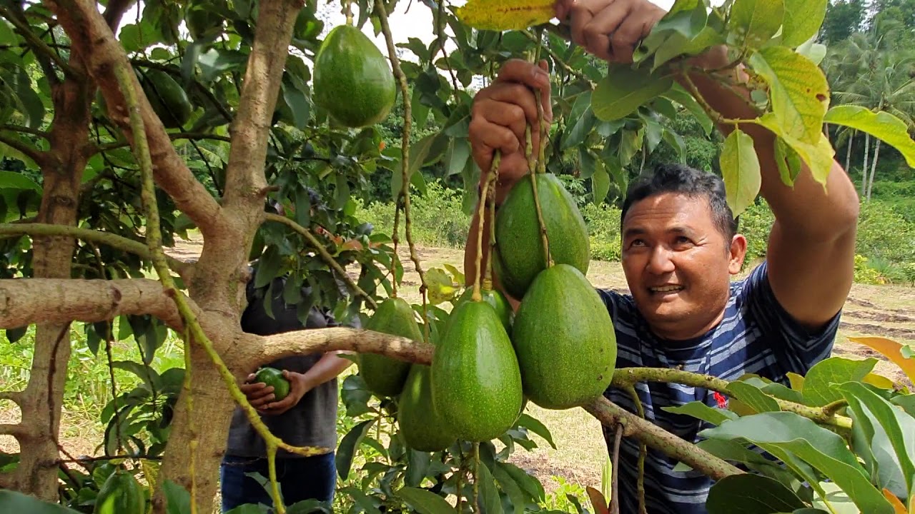 Panen alpokad aligator jual bibit (hari)081556471830