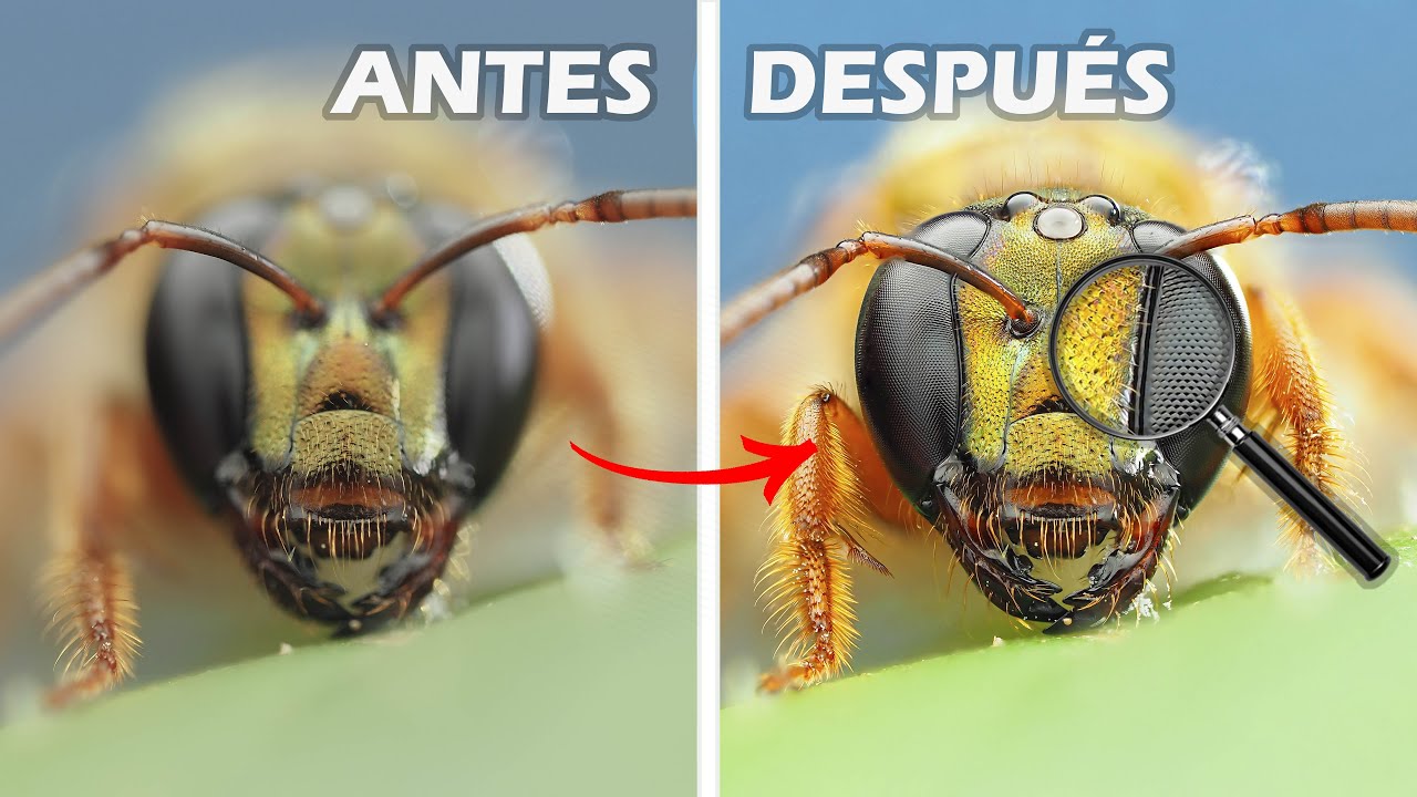 Focus Stacking: ENFOQUE perfecto en macrofotografía 🤯