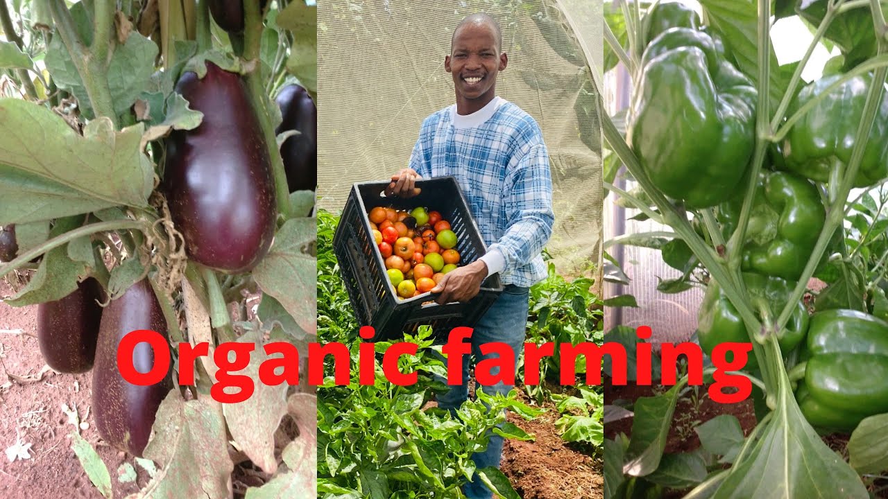 Organic Farming | Linda Mvelase