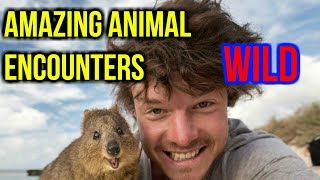 Ultimate WILD Animal Compilation!