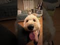 Slumber Pawties | Shorts | Dog Videos