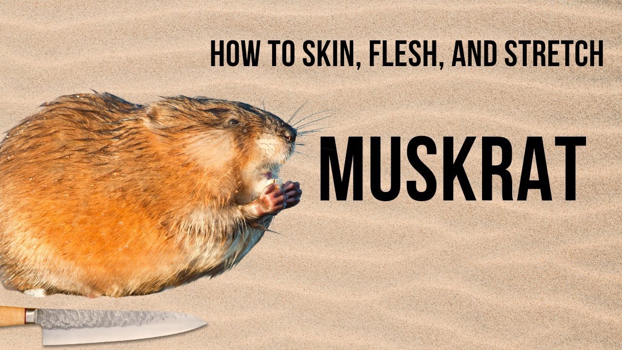 How To Skin, Flesh, And Stretch A Muskrat YouTube