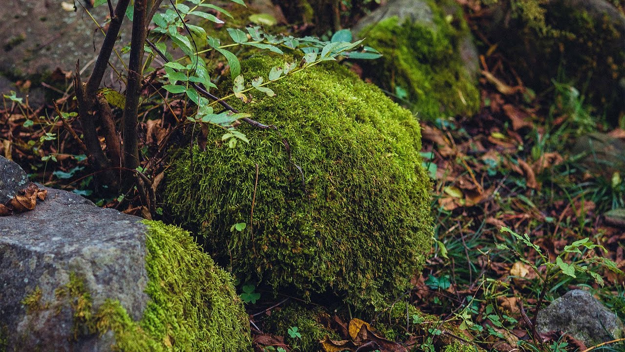 Country music  - Thinking Of You -  Grey Wilson