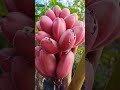 #banana #nature #organic #shortvideo #bananafarm