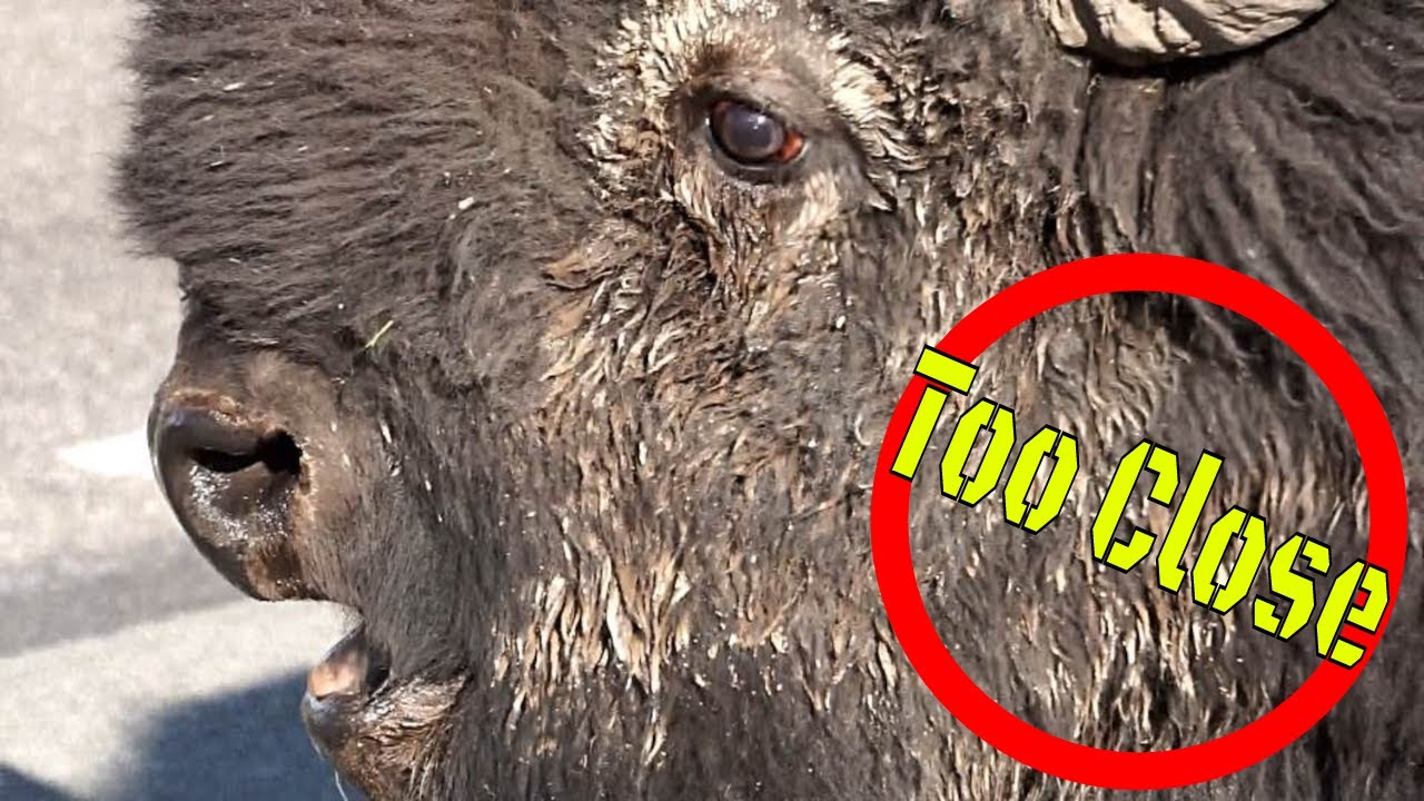 Close Encounters of the Bison Kind | How to Avoid Crowds in Yellowstone