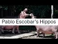 Pablo Escobar's Hippos