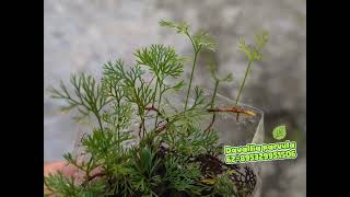 Davallia Parvula