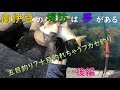 南伊豆の堤防でフカセ釣り 後編 MANCING PELABUHAN IZU SHIZUOKA