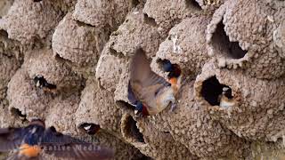 Cliff Swallows at Massacre Rocks