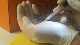 nursing da mouse babeh