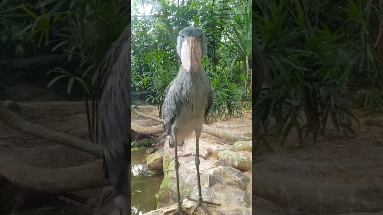 Fato curioso sobre os pássaros 