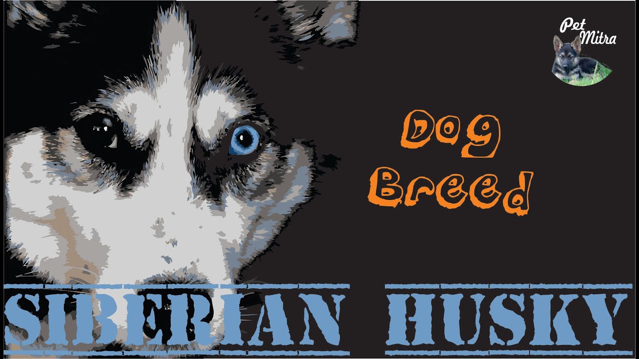 dog care courses Dog Breed - know about siberian husky | Know your breed ... before buying साइबेरियन हस्की डॉग