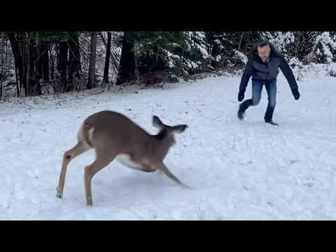 Wild Fawn Waits