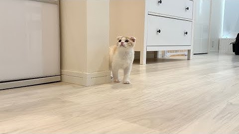 初めて1人でお留守番したら寂しがりな子猫がこうなっちゃいました…