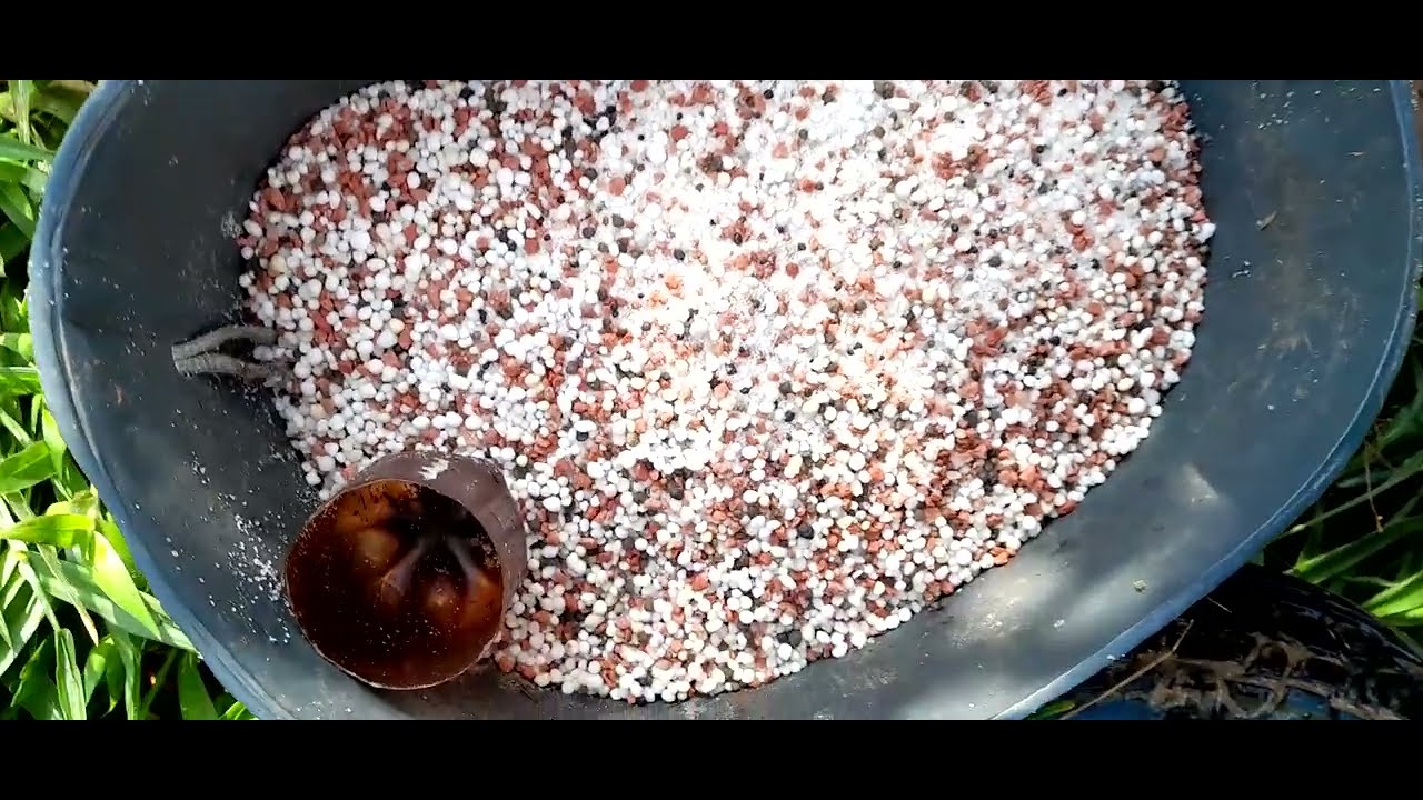 produce café todo el año , #como fertilizar cafetales en producción