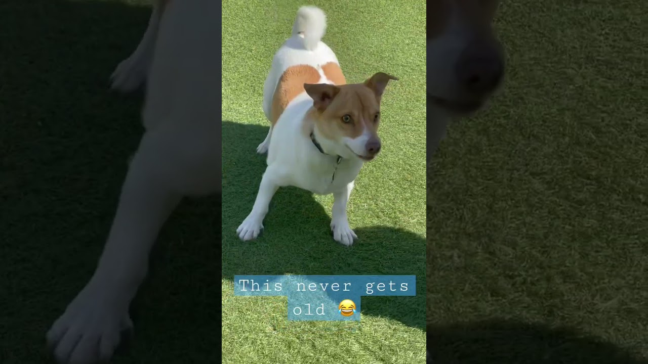 Playful Beagle Corgi Mix at Dog Park