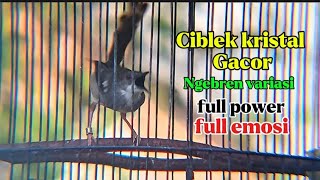 Masteran Ciblek kristal Gacor nembak ngebren ak 47 variasi full power full emosi