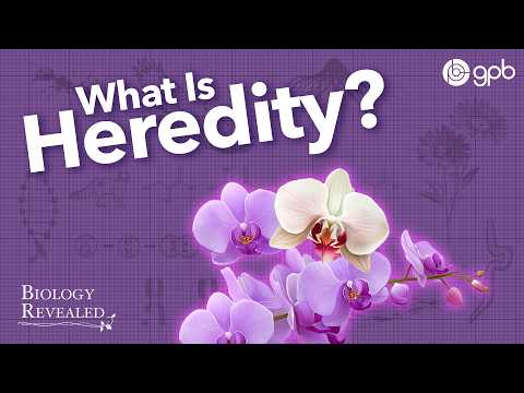 Mendel's Laws of Inheritance