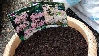 How To Plant Nerines, How To Grow Nerines In A Container, Get Gardening