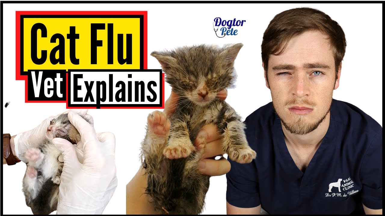 Why Is My Kitten Sneezing? | Cat Flu | Vet Explains