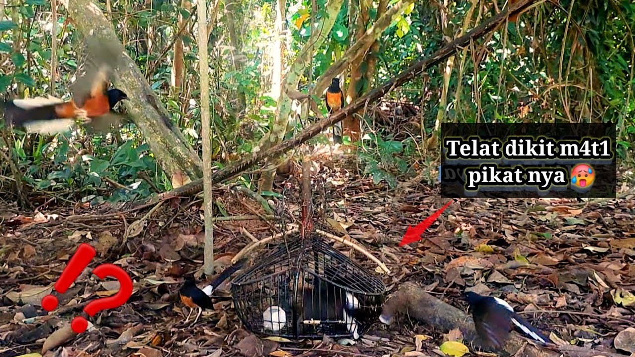 Telat dikit bisa m4ti pikat nya😱😱