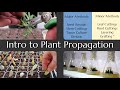 Intro to plant propagation